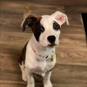 Meet your Posher, Ronald